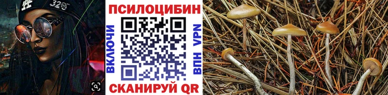 Псилоцибиновые грибы Psilocybe Новоузенск